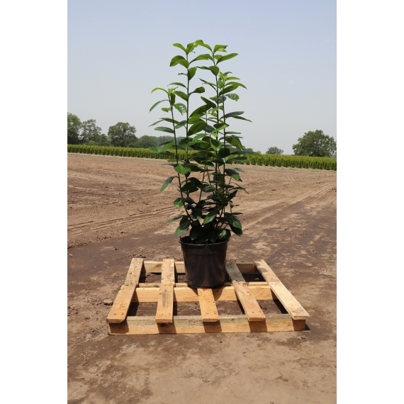 Laurier Prunus Novita 80-100 cm in Pot | Haagplant | Gardline
