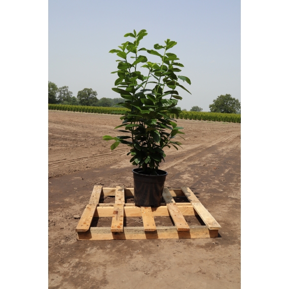Laurier Prunus Novita 100-120 cm in Pot | Haagplant | Gardline