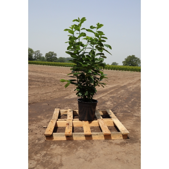 Laurier Prunus Novita 100-120 cm in Pot | Haagplant | Gardline Laurier Prunus Novita 100-120 cm in Pot | Haagplant | Gardline