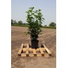 Laurier Prunus Novita 100-120 cm in Pot | Haagplant | Gardline Laurier Prunus Novita 100-120 cm in Pot | Haagplant | Gardline