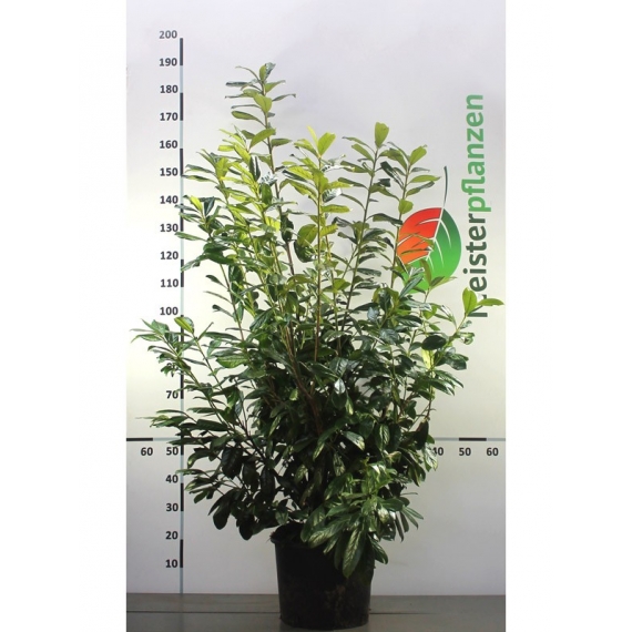 Laurier Prunus Novita 140-160 cm in Pot | Haagplant | Gardline