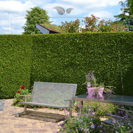 Westerse Levensboom Thuja Brabant 160-180 cm in Pot | Haagplant | Gardline Westerse Levensboom Thuja Brabant 160-180 cm in Pot | Haagplant | Gardline