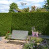 Westerse Levensboom Thuja Brabant 160-180 cm in Pot | Haagplant | Gardline Westerse Levensboom Thuja Brabant 160-180 cm in Pot | Haagplant | Gardline