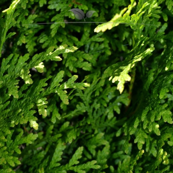 Westerse Levensboom Thuja Brabant 180-200 cm | Haagplant | Gardline