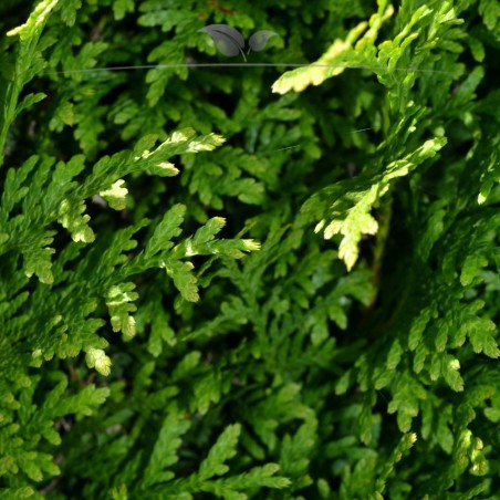 Westerse Levensboom Thuja Brabant 120-140 cm in Pot | Haagplant | Gardline