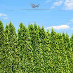 Westerse Levensboom Thuja Smaragd 100-120 cm | Haagplant | Gardline