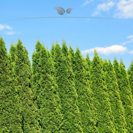 Westerse Levensboom Thuja Smaragd 140-160 cm | Haagplant | Gardline Westerse Levensboom Thuja Smaragd 140-160 cm | Haagplant | Gardline