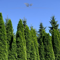 Westerse Levensboom Thuja Smaragd 60-80 cm in Pot | Haagplant | Gardline