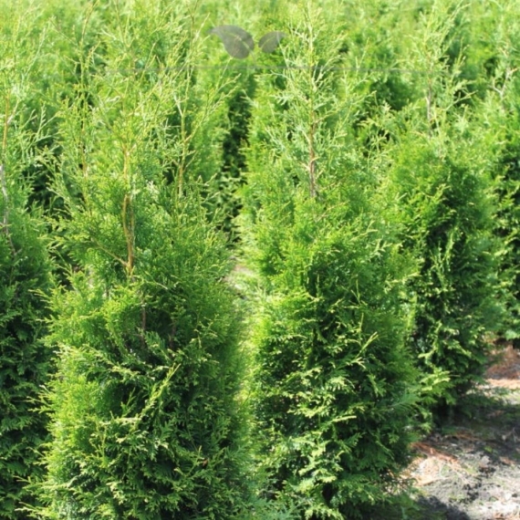 Westerse Levensboom Thuja Brabant 80-100 cm | Haagplant | Gardline