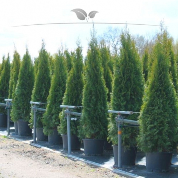 Westerse Levensboom Thuja Brabant 100-120 cm in Pot | Haagplant | Gardline