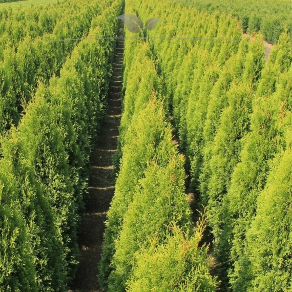 Westerse Levensboom Thuja Smaragd 80-100 cm | Haagplant | Gardline