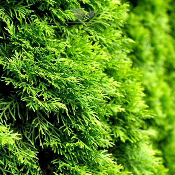 Westerse Levensboom Thuja Smaragd 60-80 cm | Haagplant | Gardline