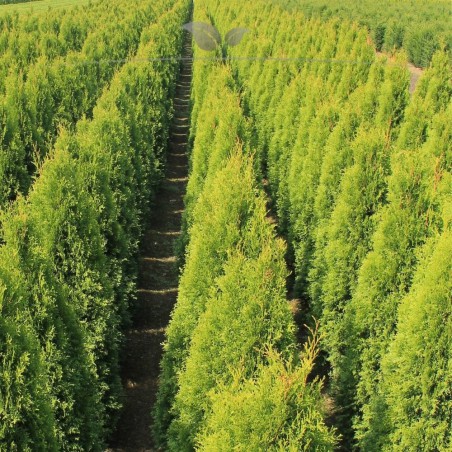 Westerse Levensboom Thuja Smaragd 140-160 cm | Haagplant | Gardline Westerse Levensboom Thuja Smaragd 140-160 cm | Haagplant | Gardline
