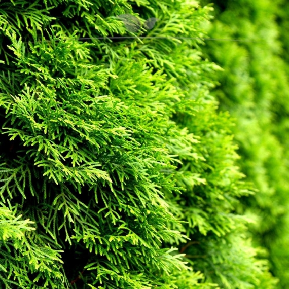 Westerse Levensboom Thuja Smaragd 180-200 cm | Haagplant | Gardline