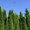 Westerse Levensboom Thuja Smaragd 140-160 cm in Pot | Haagplant | Gardline Westerse Levensboom Thuja Smaragd 140-160 cm in Pot | Haagplant | Gardline