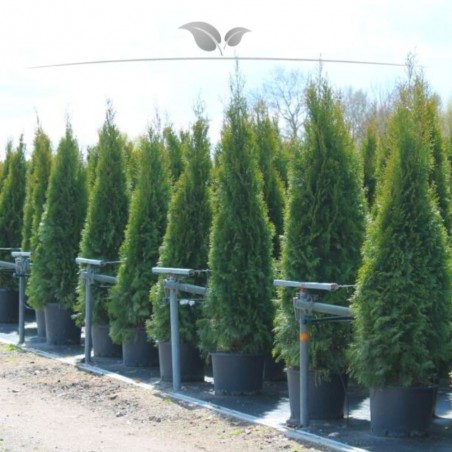 Westerse Levensboom Thuja Smaragd 140-160 cm in Pot | Haagplant | Gardline Westerse Levensboom Thuja Smaragd 140-160 cm in Pot | Haagplant | Gardline