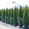 Westerse Levensboom Thuja Smaragd 140-160 cm in Pot | Haagplant | Gardline Westerse Levensboom Thuja Smaragd 140-160 cm in Pot | Haagplant | Gardline