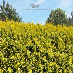 Westerse Levensboom Thuja Yellow Ribbon 60-80 cm | Haagplant | Gardline