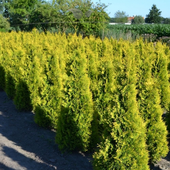 Westerse Levensboom Thuja Yellow Ribbon 60-80 cm | Haagplant | Gardline
