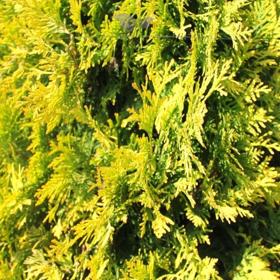 Westerse Levensboom Thuja Yellow Ribbon 80-100 cm | Haagplant | Gardline
