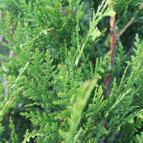 Levensboom Thuja plicata Martin 60-80 cm | Haagplant | Gardline