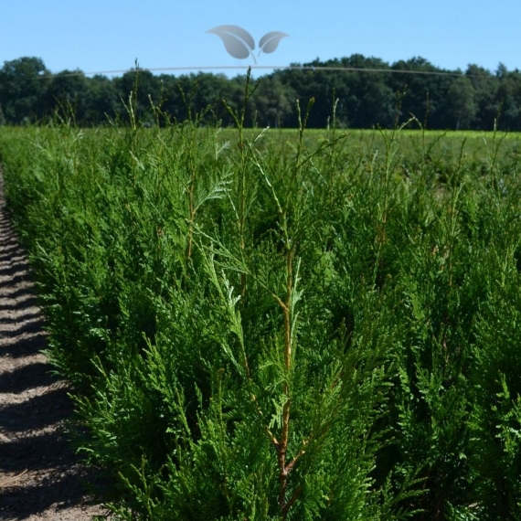 Levensboom Thuja plicata Martin 60-80 cm | Haagplant | Gardline