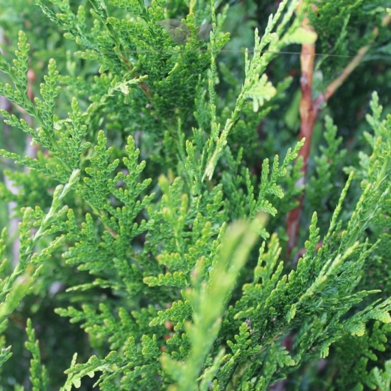 Levensboom Thuja plicata Martin 80-100 cm | Haagplant | Gardline