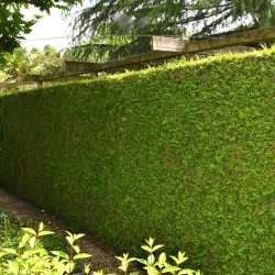 Levensboom Thuja plicata Martin 100-120 cm | Haagplant | Gardline