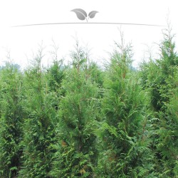 Levensboom Thuja plicata Atrovirens 80-100 cm | Haagplant | Gardline