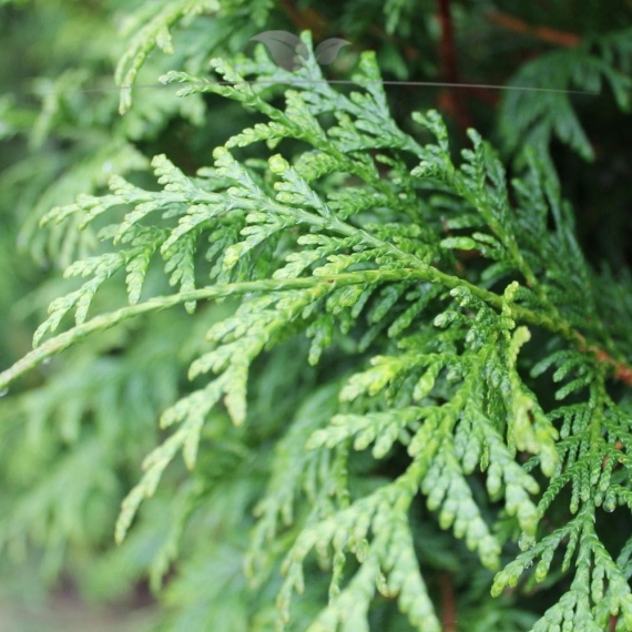 Levensboom Thuja plicata Atrovirens 60-80 cm | Haagplant | Gardline