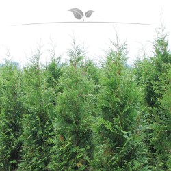 Levensboom Thuja plicata Atrovirens 160-180 cm | Haagplant | Gardline