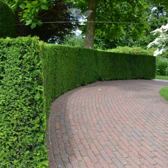 Venijnboom Taxus baccata 40-60 cm | Haagplant | Gardline