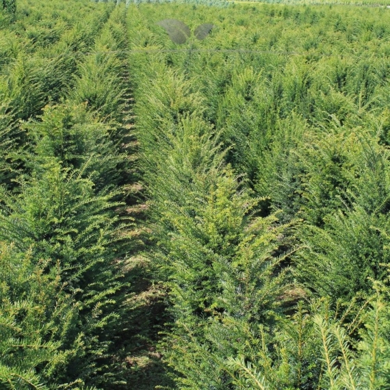 Venijnboom Taxus baccata 40-60 cm | Haagplant | Gardline