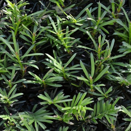 Venijnboom Taxus baccata 120-140 cm | Haagplant | Gardline