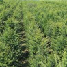 Venijnboom Taxus baccata 160-180 cm | Haagplant | Gardline Venijnboom Taxus baccata 160-180 cm | Haagplant | Gardline