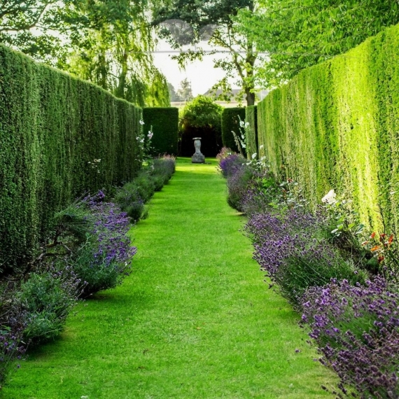 Venijnboom Taxus baccata 30-40 cm in Pot | Haagplant | Gardline