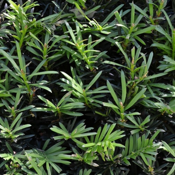 Venijnboom Taxus baccata 40-50 cm in Pot | Haagplant | Gardline Venijnboom Taxus baccata 40-50 cm in Pot | Haagplant | Gardline