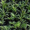 Venijnboom Taxus baccata 40-50 cm in Pot | Haagplant | Gardline Venijnboom Taxus baccata 40-50 cm in Pot | Haagplant | Gardline