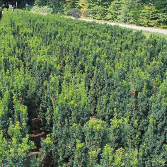 Venijnboom Taxus media Hicksii 50-60 cm | Haagplant | Gardline