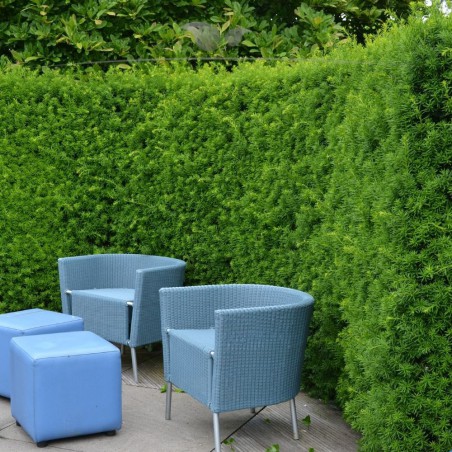Venijnboom Taxus media Hicksii 140-160 cm | Haagplant | Gardline Venijnboom Taxus media Hicksii 140-160 cm | Haagplant | Gardline