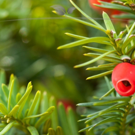 Venijnboom Taxus media Hicksii 140-160 cm | Haagplant | Gardline