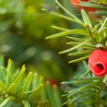 Venijnboom Taxus media Hicksii 140-160 cm | Haagplant | Gardline Venijnboom Taxus media Hicksii 140-160 cm | Haagplant | Gardline