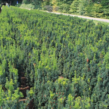 Venijnboom Taxus media Hicksii 140-160 cm | Haagplant | Gardline Venijnboom Taxus media Hicksii 140-160 cm | Haagplant | Gardline