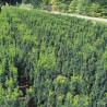 Venijnboom Taxus media Hicksii 140-160 cm | Haagplant | Gardline Venijnboom Taxus media Hicksii 140-160 cm | Haagplant | Gardline