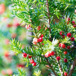 Venijnboom Taxus media Hicksii 40-50 cm in Pot | Haagplant | Gardline