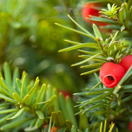 Venijnboom Taxus media Hicksii 50-60 cm in Pot | Haagplant | Gardline Venijnboom Taxus media Hicksii 50-60 cm in Pot | Haagplant | Gardline