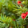 Venijnboom Taxus media Hicksii 50-60 cm in Pot | Haagplant | Gardline Venijnboom Taxus media Hicksii 50-60 cm in Pot | Haagplant | Gardline