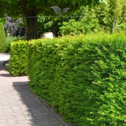 Venijnboom Taxus media Hillii 50-60 cm | Haagplant | Gardline