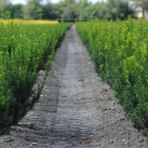 Venijnboom Taxus media Hillii 50-60 cm | Haagplant | Gardline