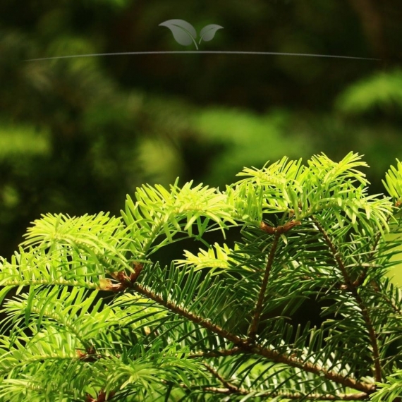 Venijnboom Taxus media Hillii 40-50 cm in Pot | Haagplant | Gardline